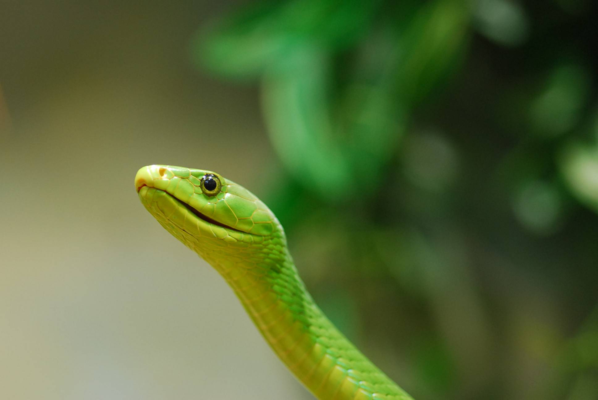 Grüne Mamba-(c)Happ Reptilienzoo-01.JPG