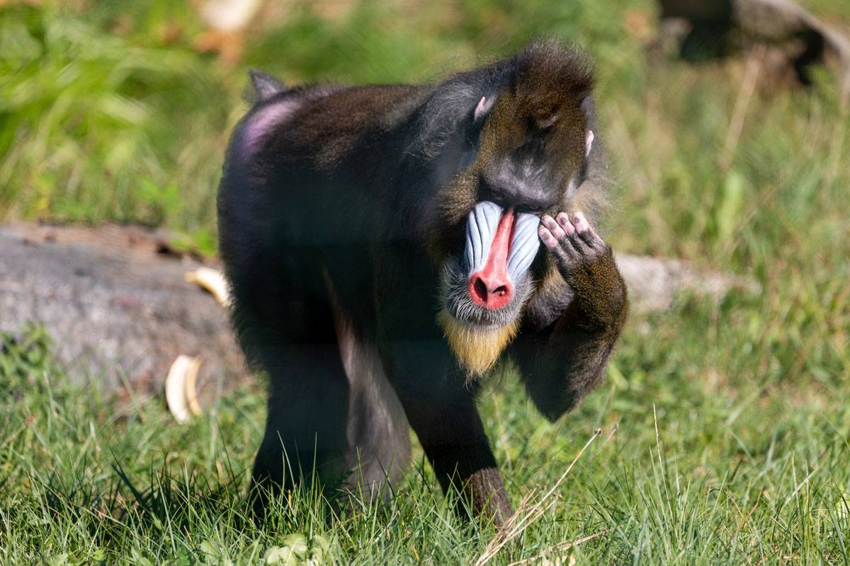 Mandrill_hat_Kopfweh_Herberstein.jpg