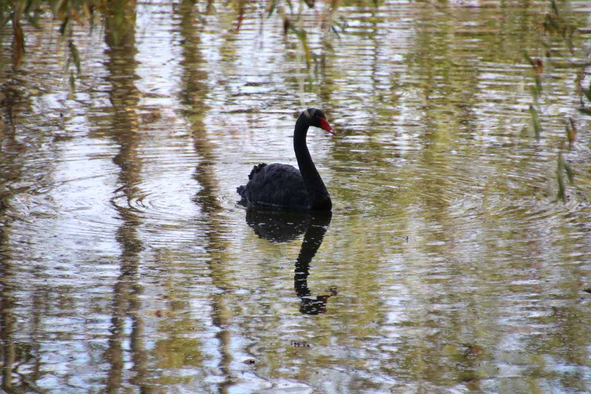 Trauerschwan im Wasser in der Tierwelt Herberstein