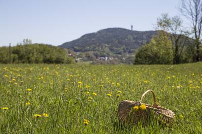 Duftreisen mit Kräuter (c) Anita Arneitz.JPG