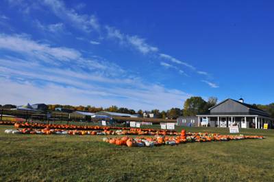 Pick'n Patch & Corn Maze.jpg