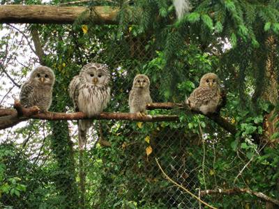 Habichtkauz_Familie_Tierwelt_Herberstein.jpg