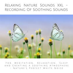 Relaxing Nature Sounds (without ...