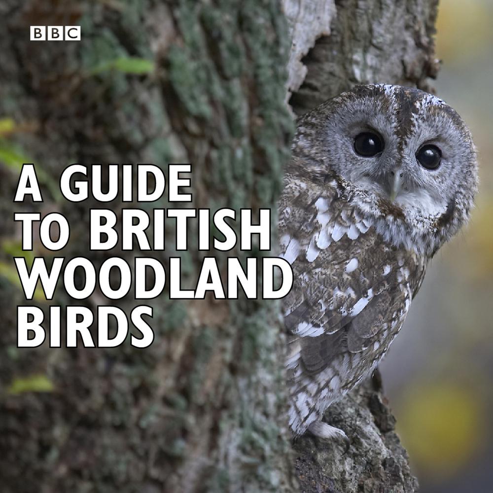 A Guide To British Woodland Birds