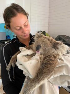 WIRES team member carrying a koala 