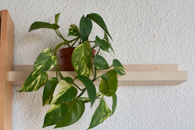 Plantas de interior