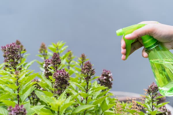 plantas antimosquitos