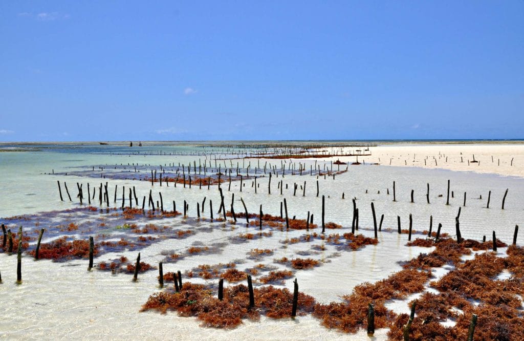 algae-farm