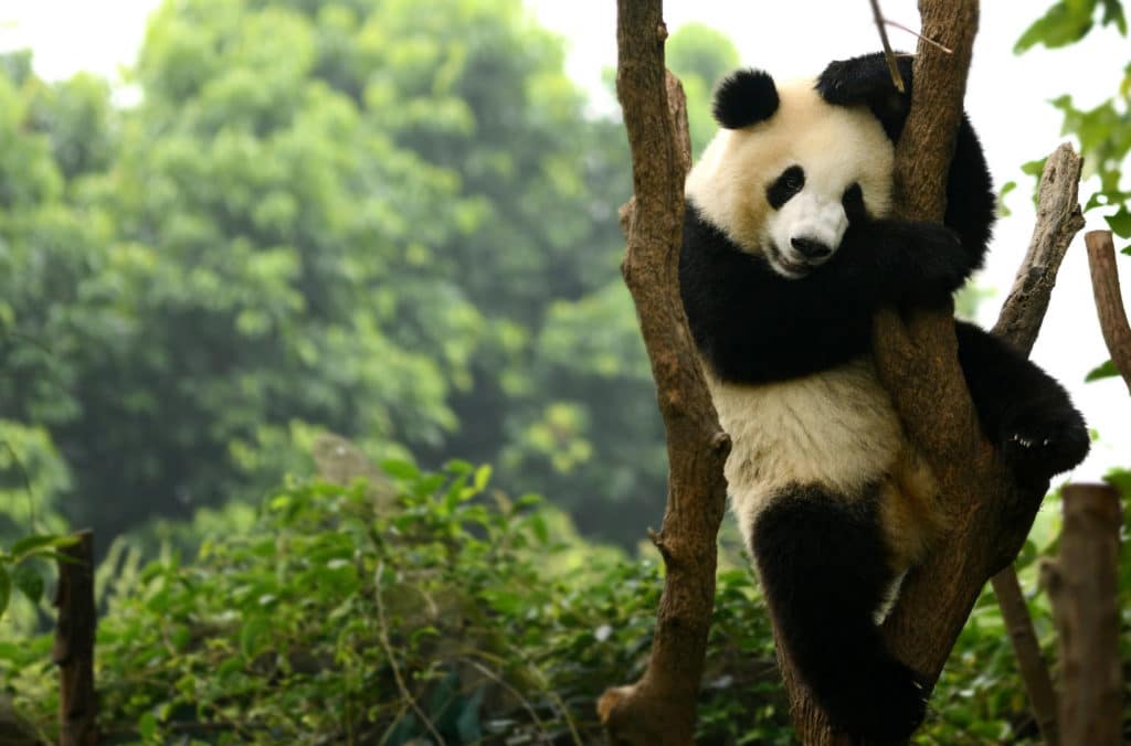 panda-hainan