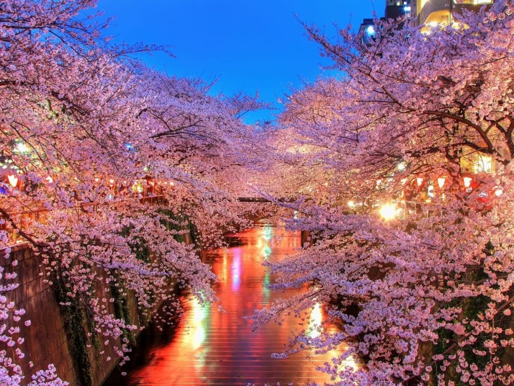 the-blooming-sakura