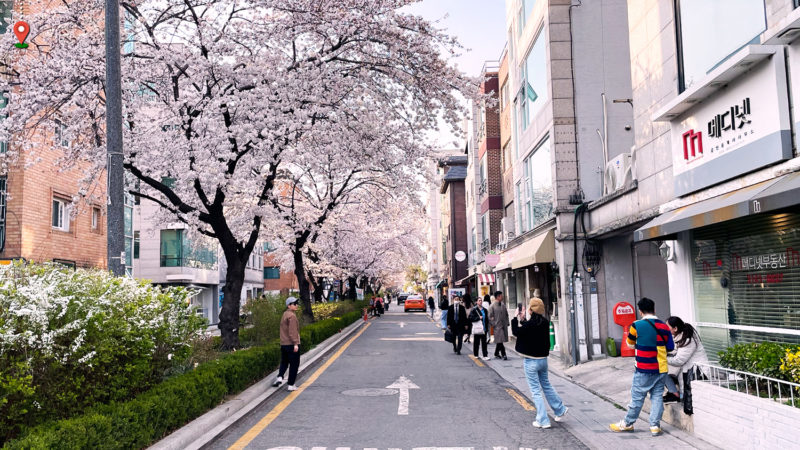 弘大入口站 延南洞 ♥ 春天必去、首爾最浪漫的一條街～延南洞櫻花路約會地圖一次看！