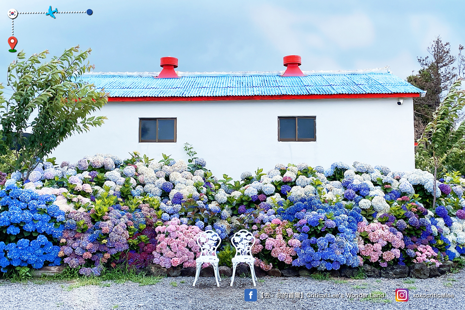 西歸浦市 ♥ 濟州絕美繡球花海篇 3－답다니수국밭，除了滿滿的繡球花還是滿滿的繡球花！
