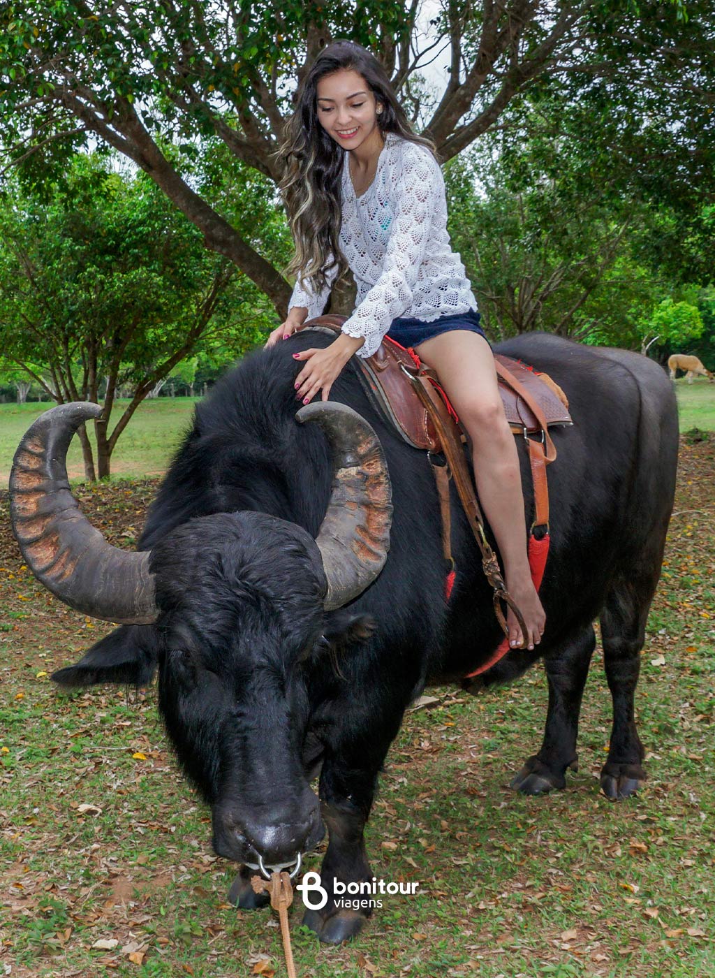 Pessoa montada em cima de boi