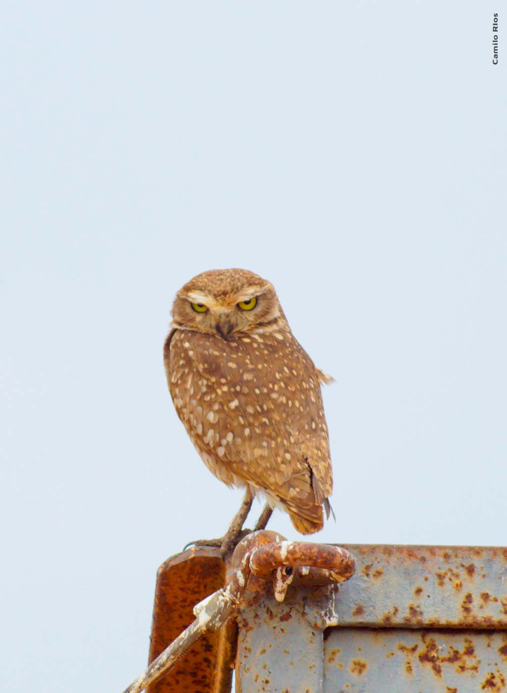 Imagem de uma coruja