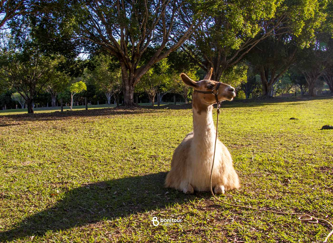 Animal tomando banho de sol em gramado