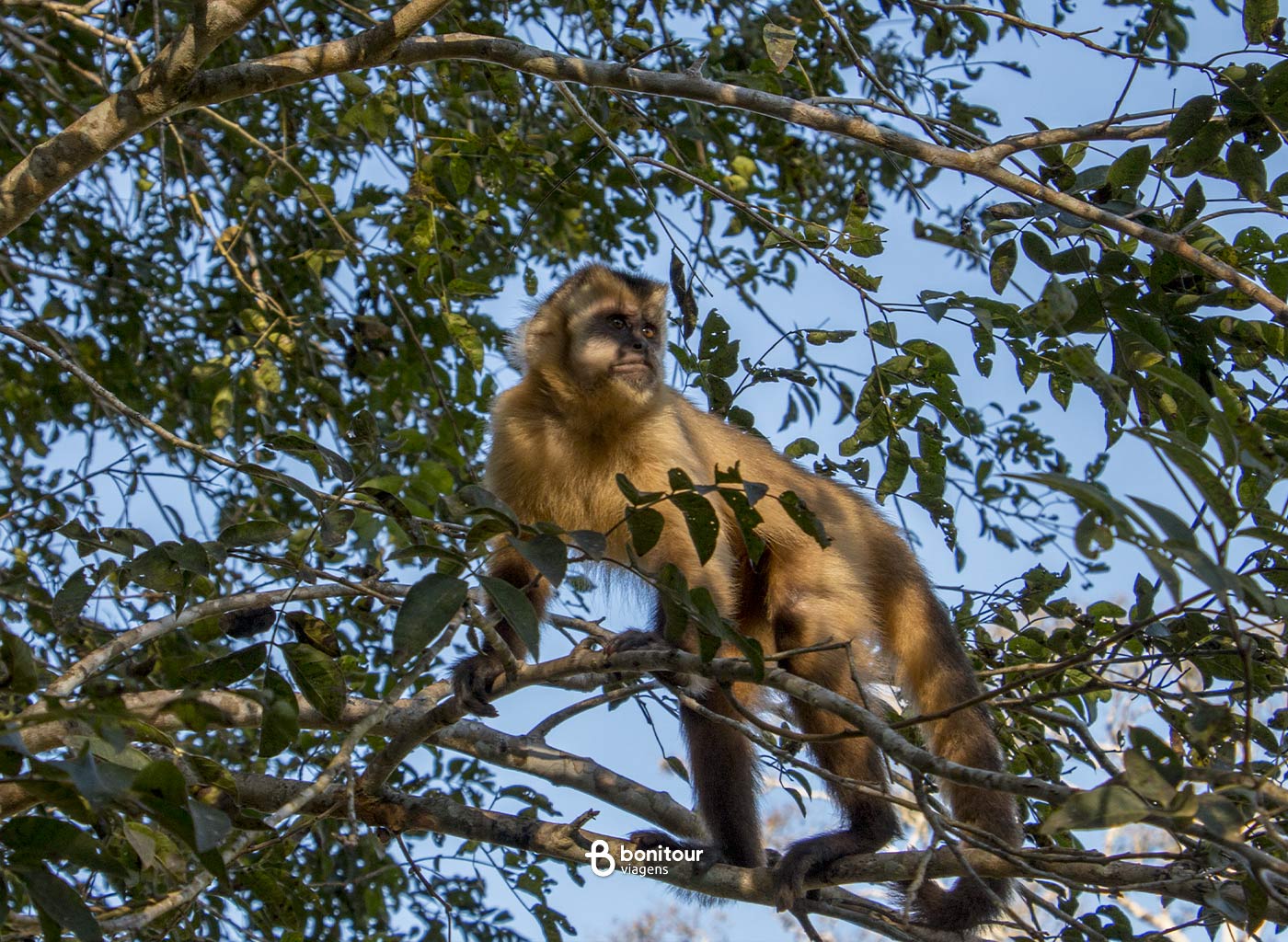 Macaco em meio a folhas de árvore