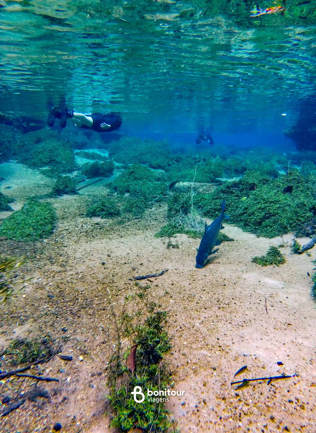 Vista de dentro d'água de pessoas praticando flutuação dentro do Rio da Prata em Bonito/MS, com peixes, vegetação nativa ao redor e areia embaixo.