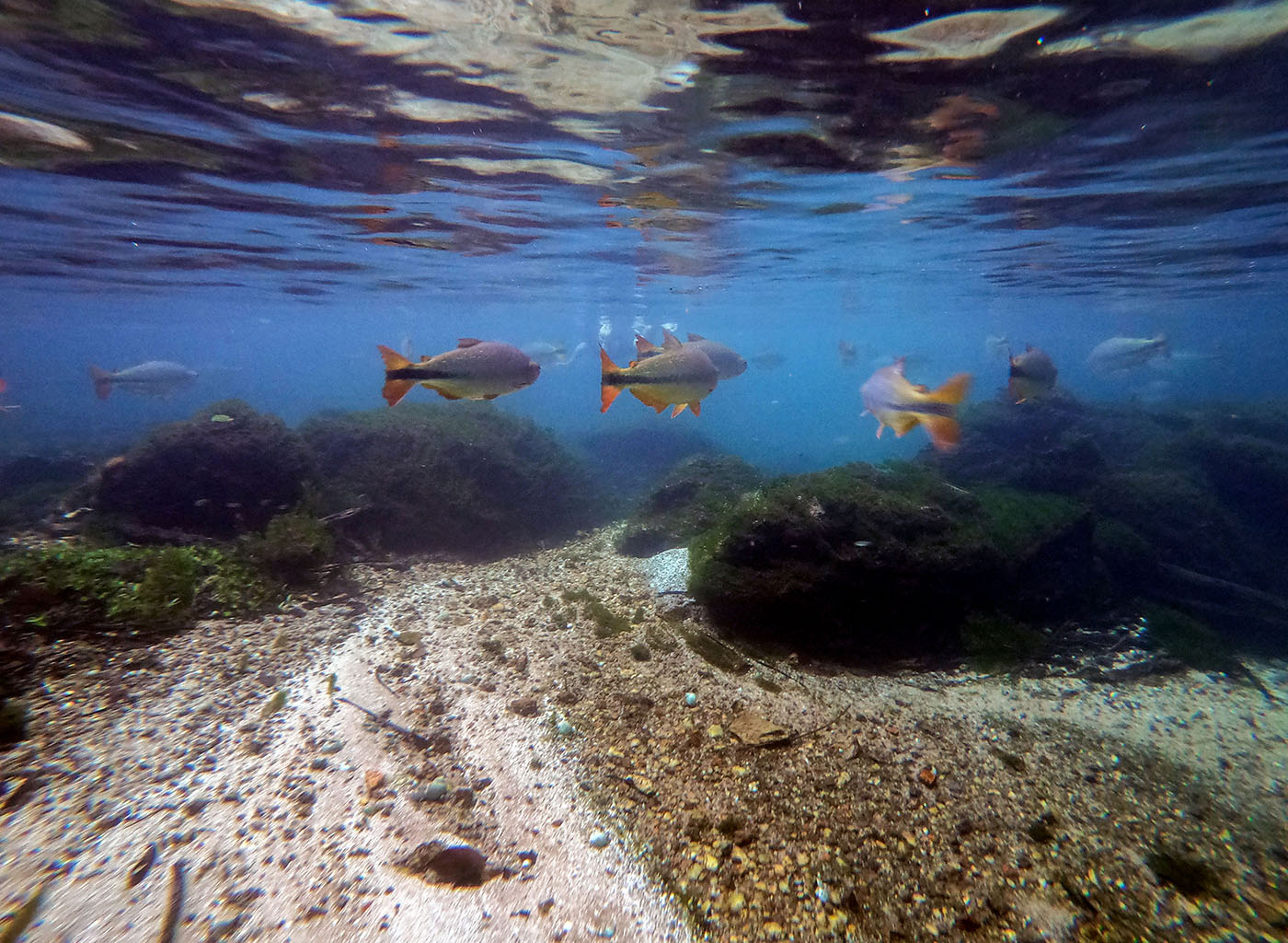 peixes embaixo da água na Praia da Figueira