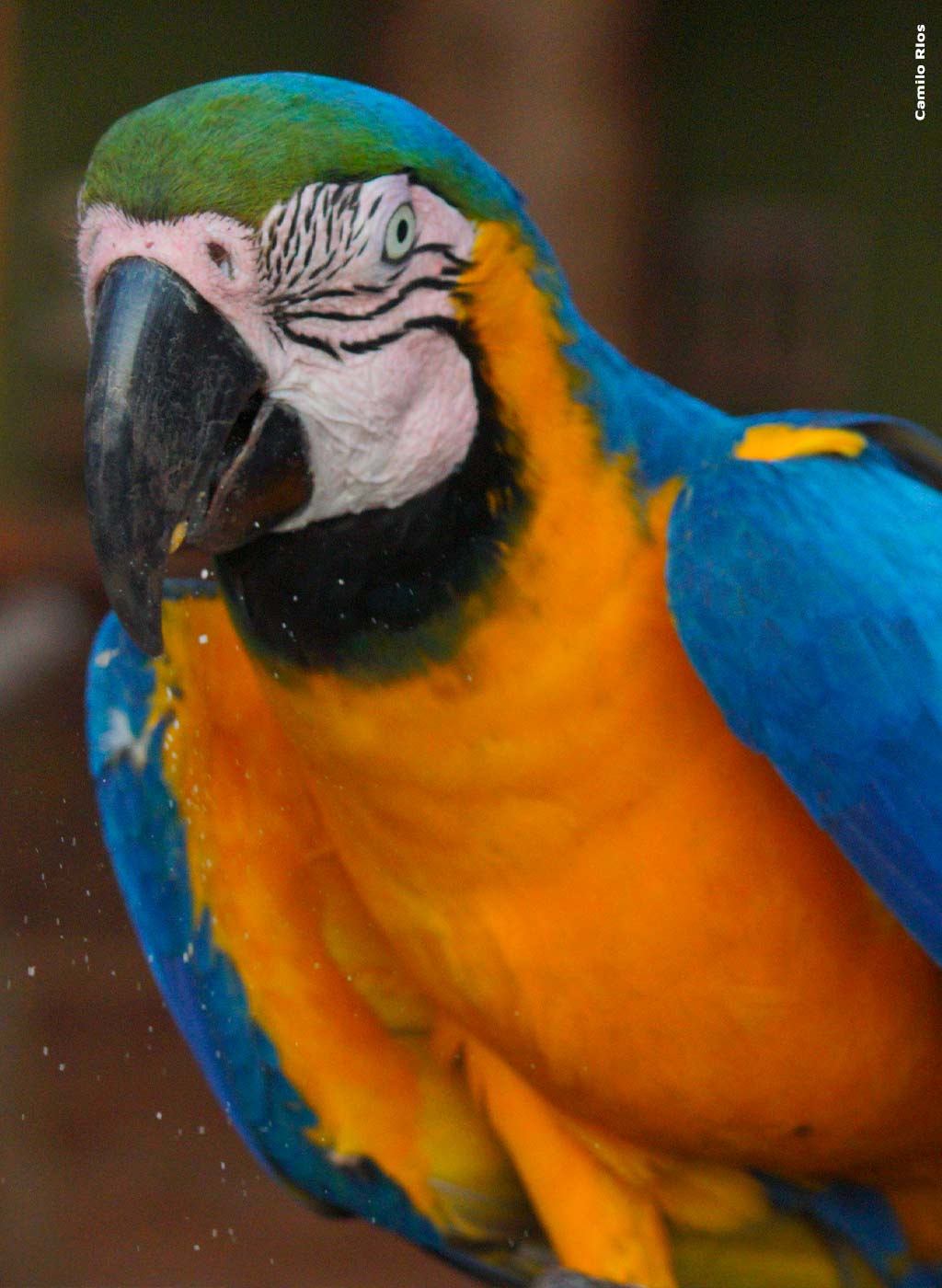 Imagem próxima de Arara Azul