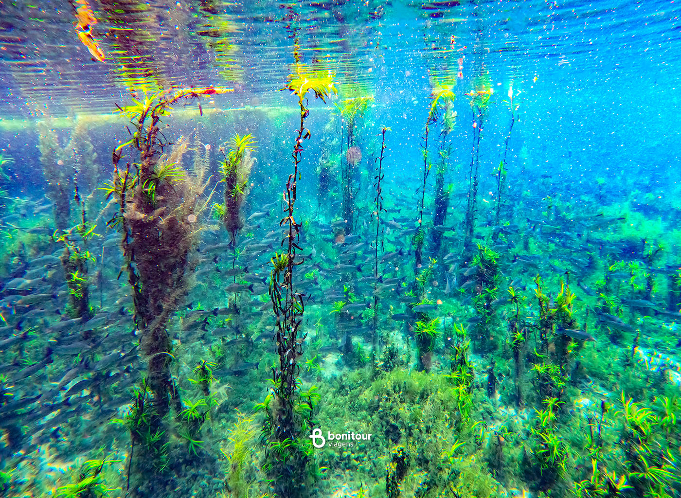 Plantas subaquáticas do Rio Azul com vários cardumes de peixes.