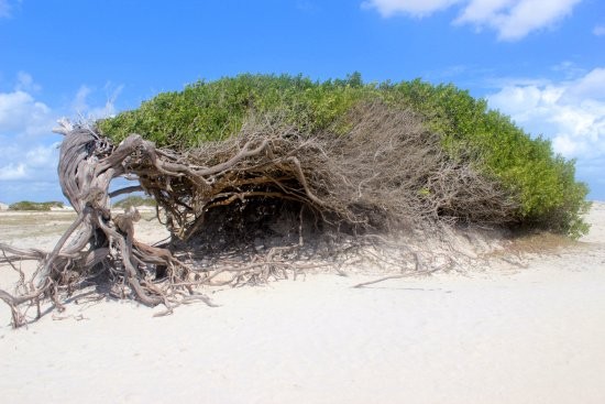 Jericoacoara em 1 dia