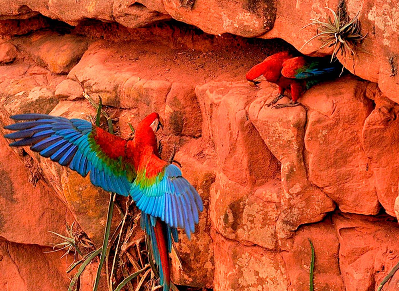 Araras vermelhas do Buraco das Araras