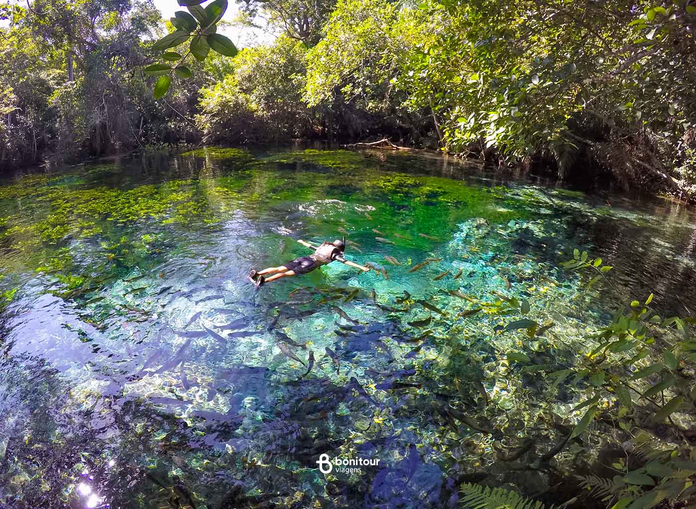 Pessoa praticando flutuação em Aquário Natural de Bonito, em águas Cristalinas com vários peixes e vegetação ao redor.
