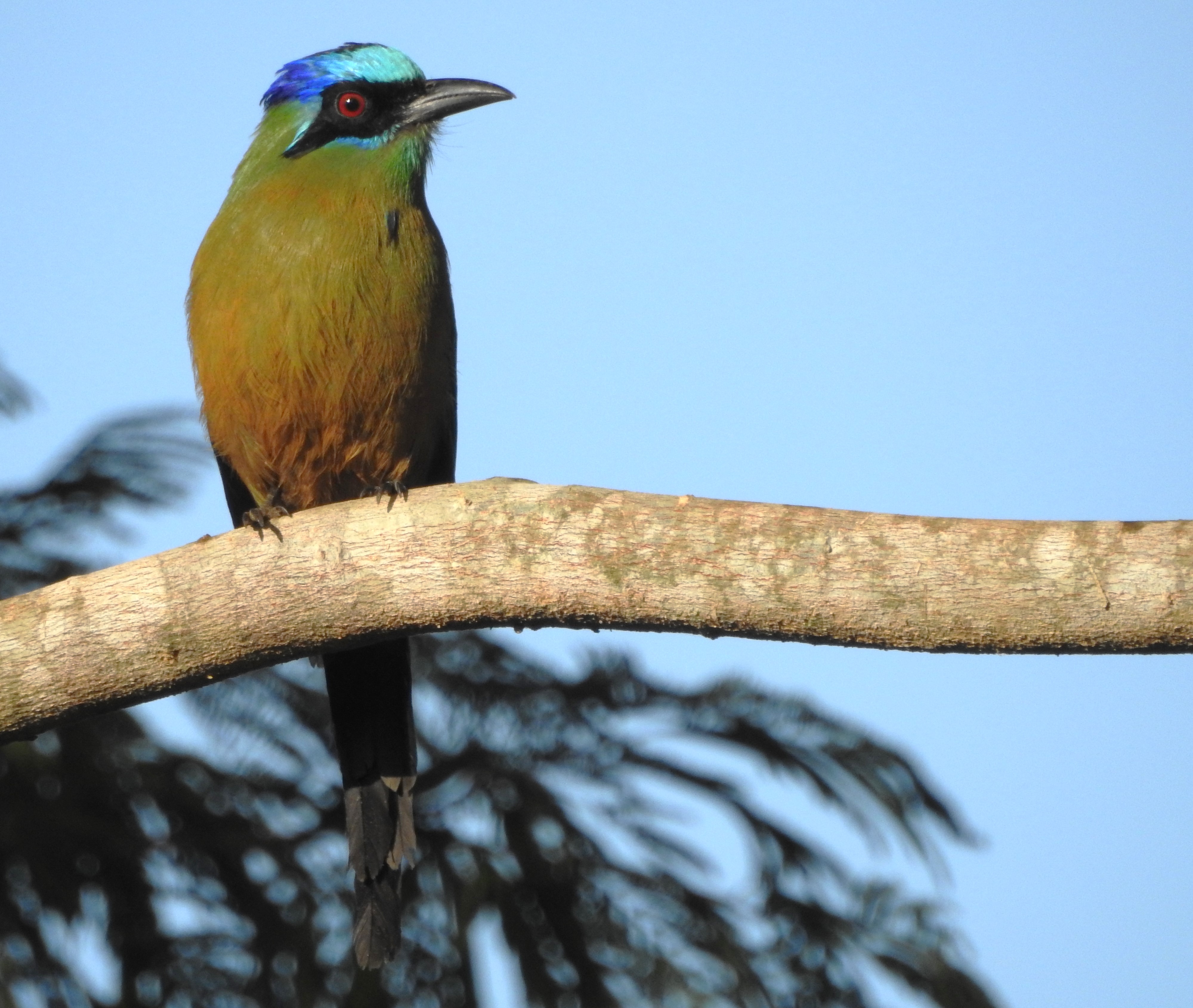 rota de aviturismo na mata atlantica do mato grosso do sul