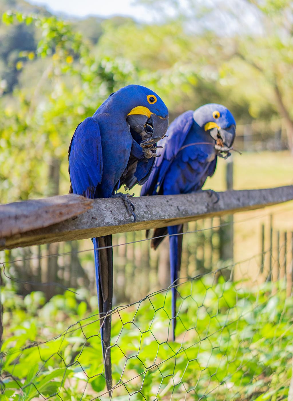 Duas belas araras azuis descansam na sombra