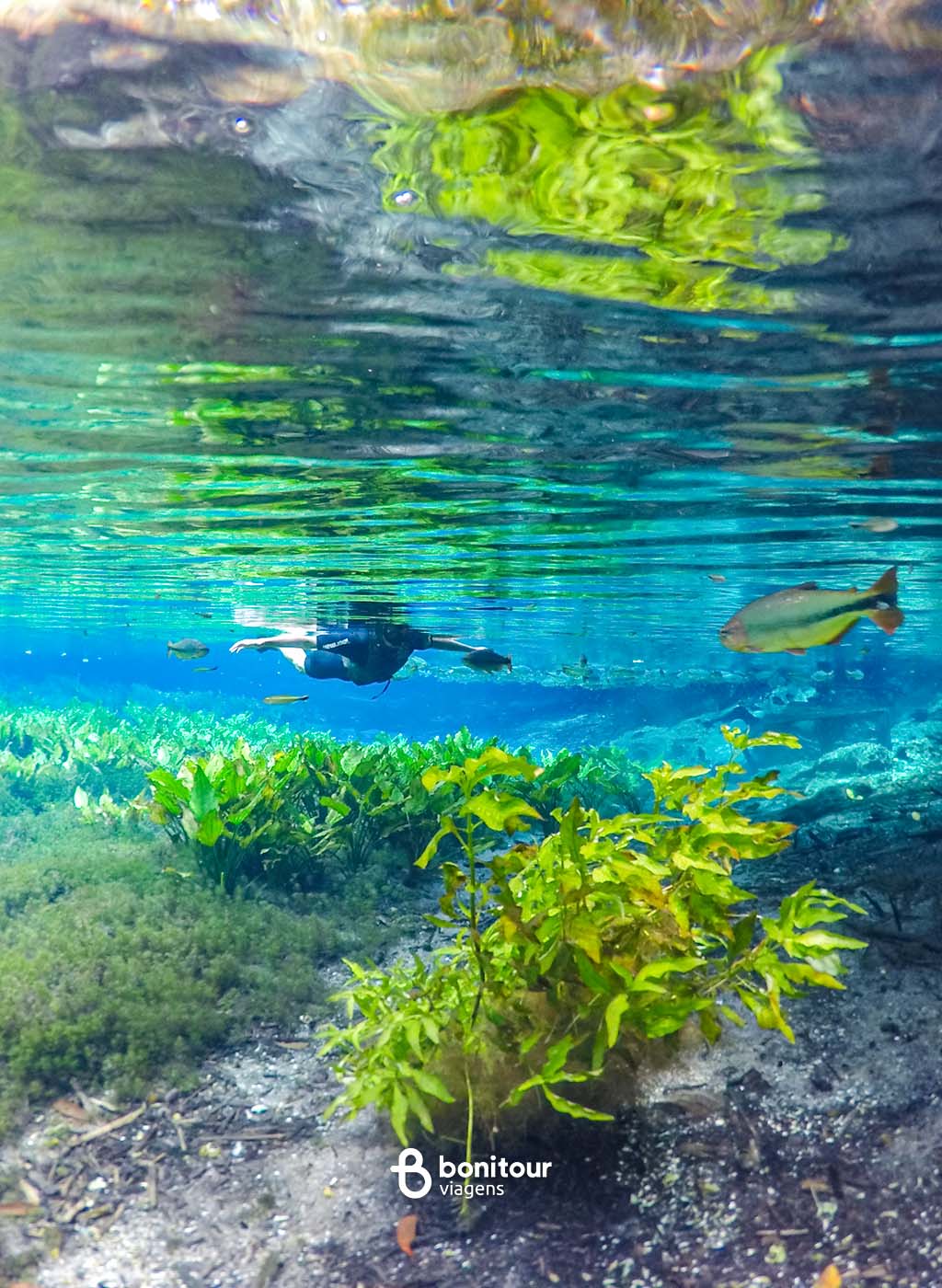 Imagem de dentro da água de flora subaquatica nativa do Aquário Natural de Bonito, peixes e pessoa praticando flutuação ao fundo.