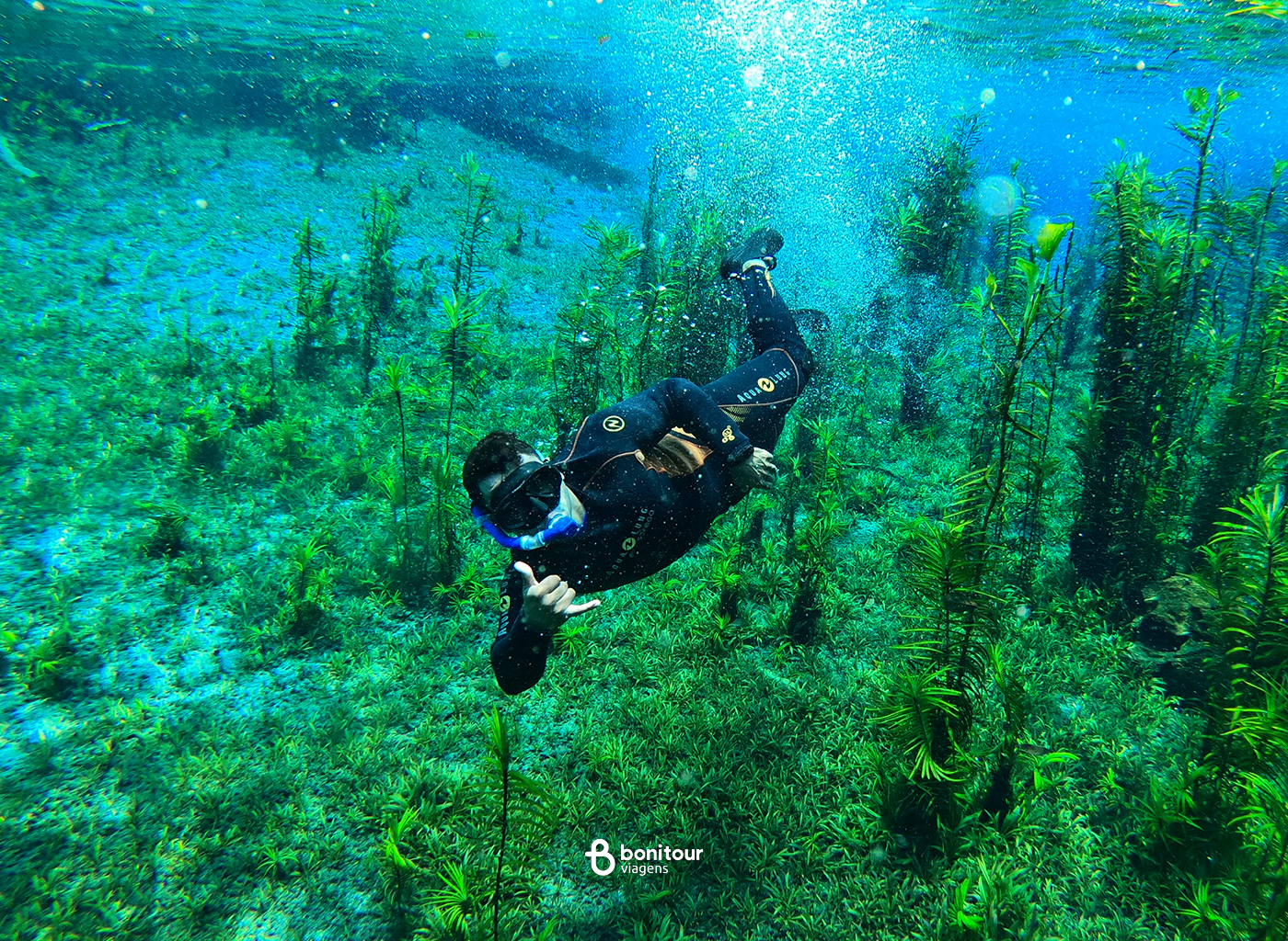 Pessoa em baixo da água nadando em meio a flora local