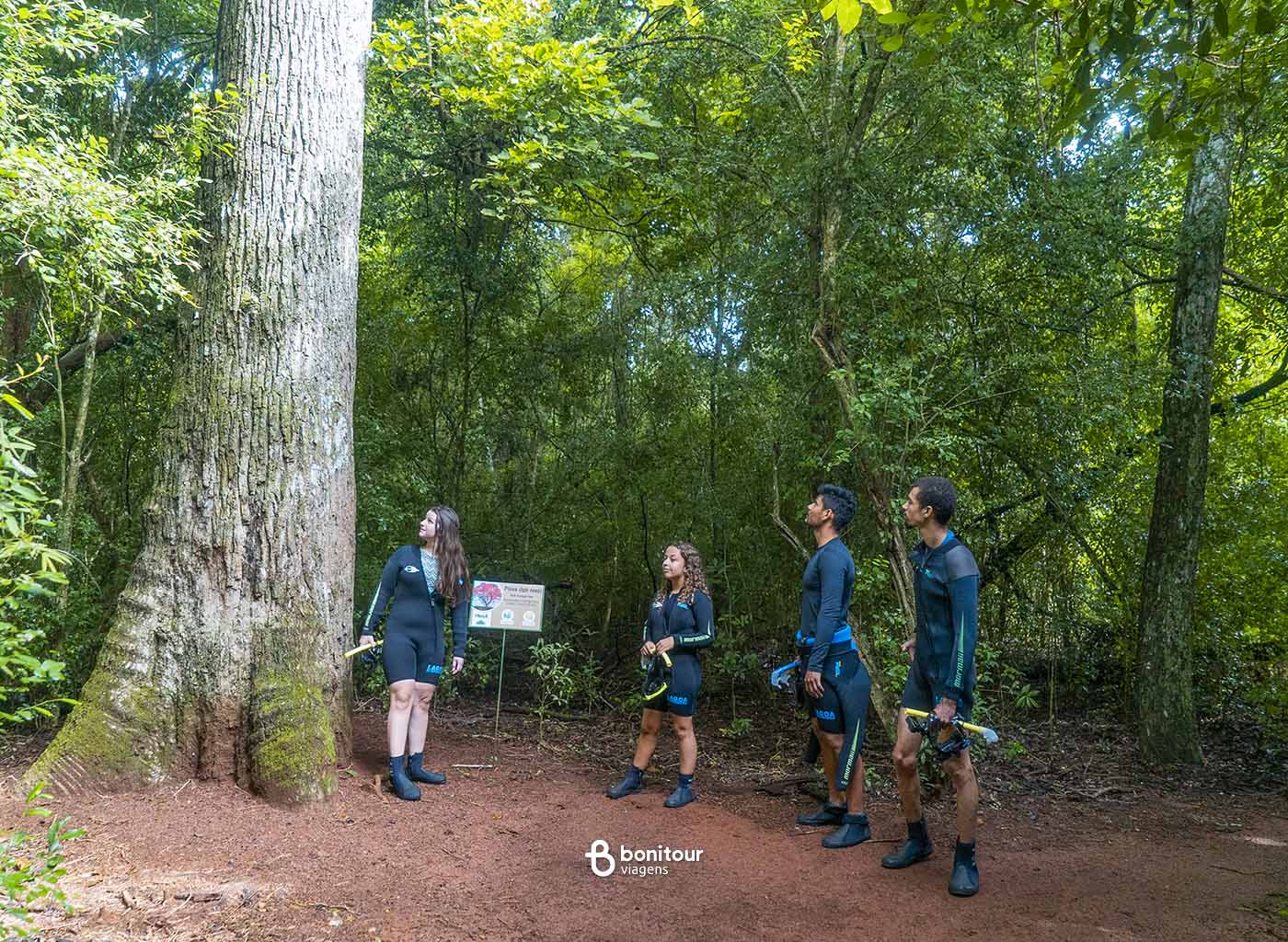 Pessoas em meio a vegetação, observando árvore durante uma trilha do Rio da Prata.