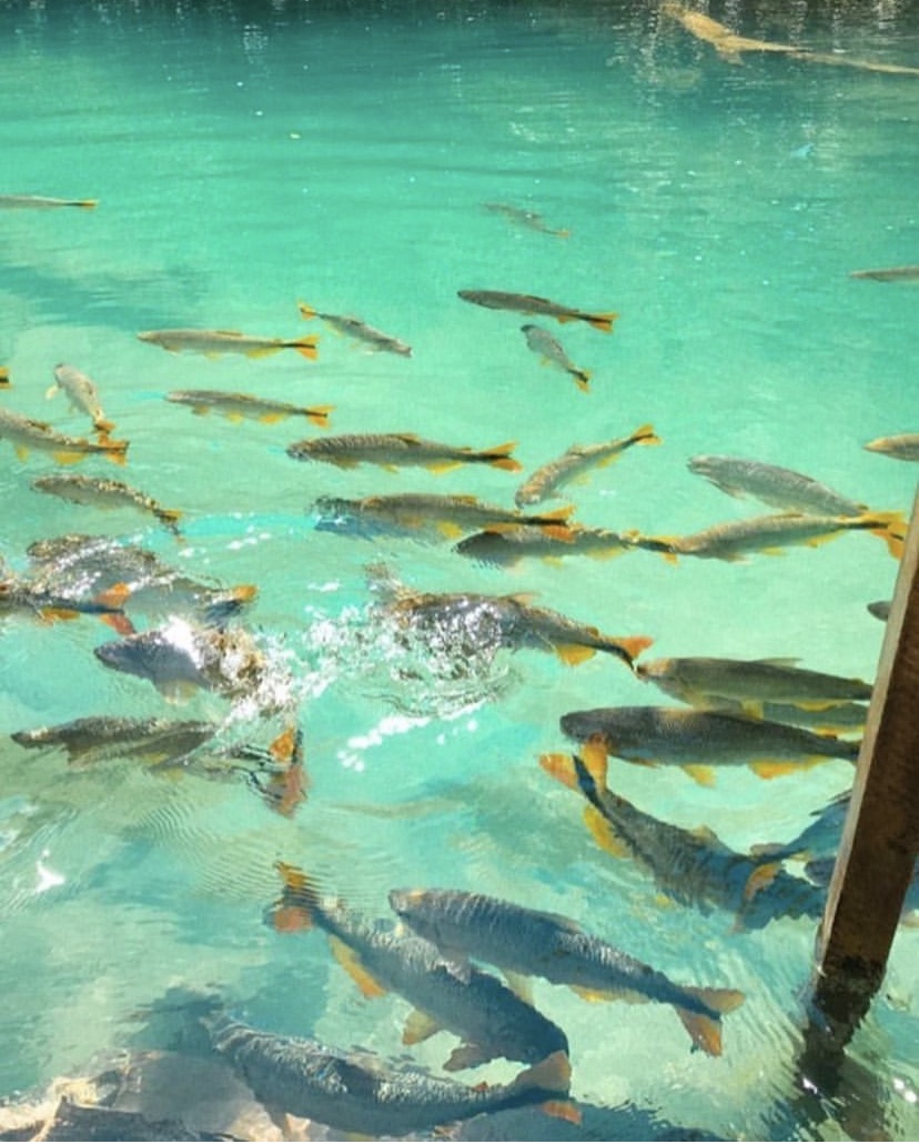Balneário Bosque das Águas