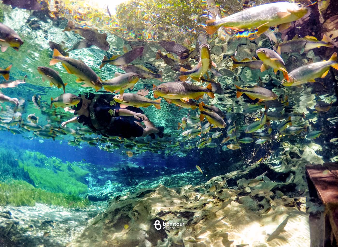 Imagem de dentro da água de pessoa praticando flutuação no Aquário Natural com vários peixes ao redor.