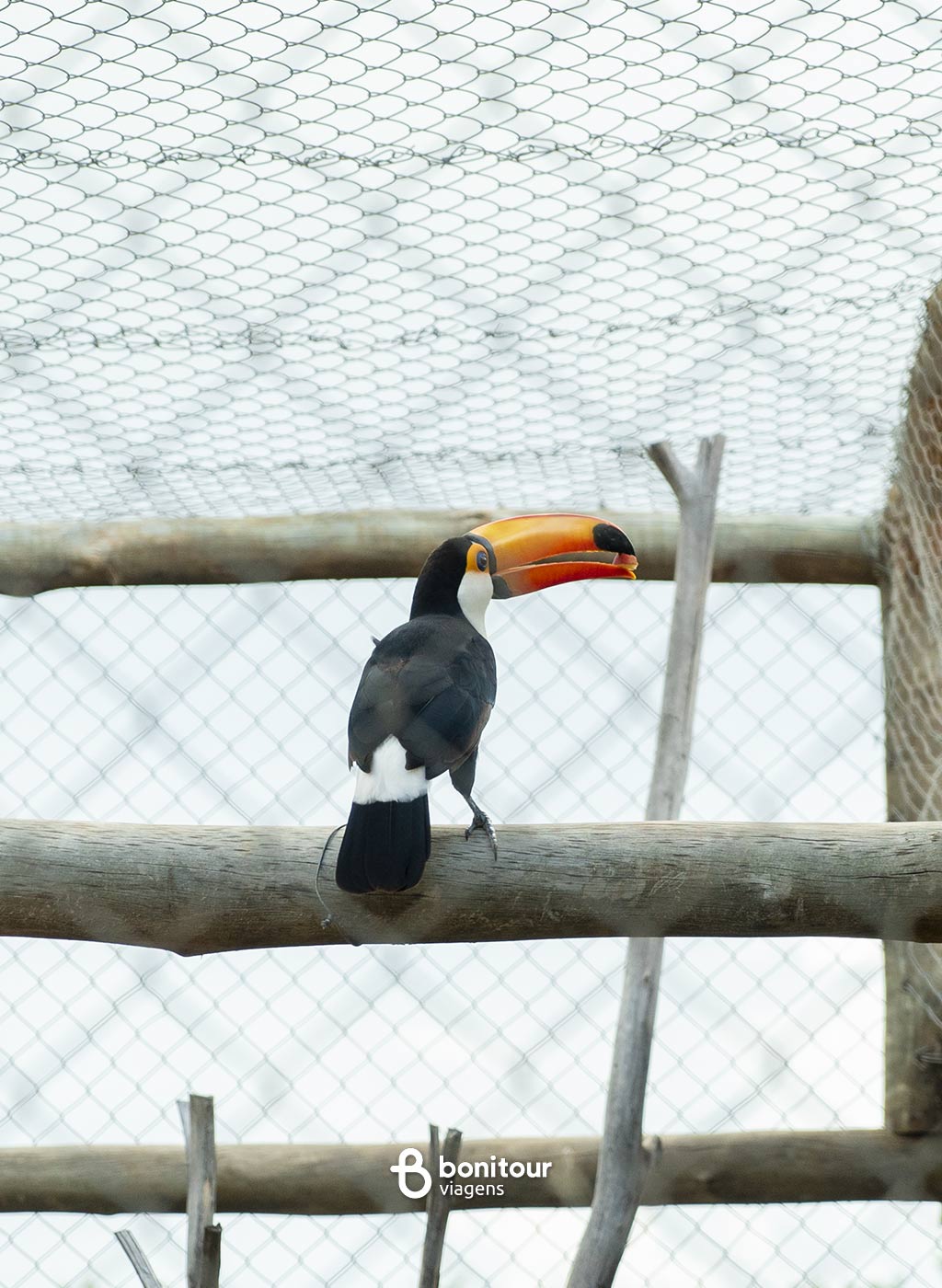 Tucano dentro de estrutura do Bio Park
