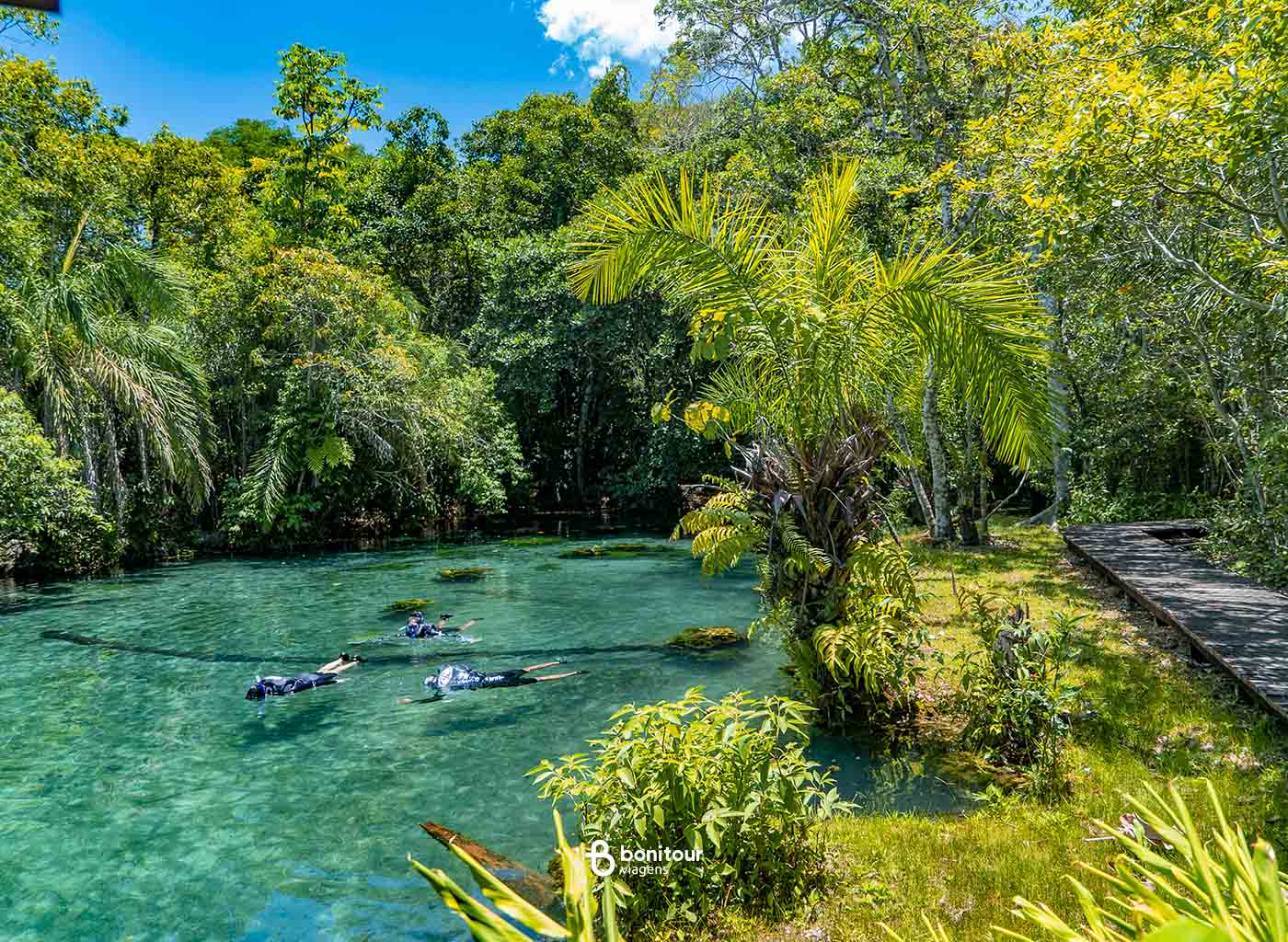 Pessoas praticando flutuação nas águas cristalinas da Nascente Azul e densa vegetação em volta em dia ensolarado.
