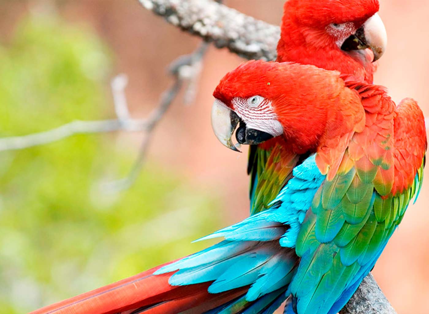 Araras vermelhas do Buraco das Araras