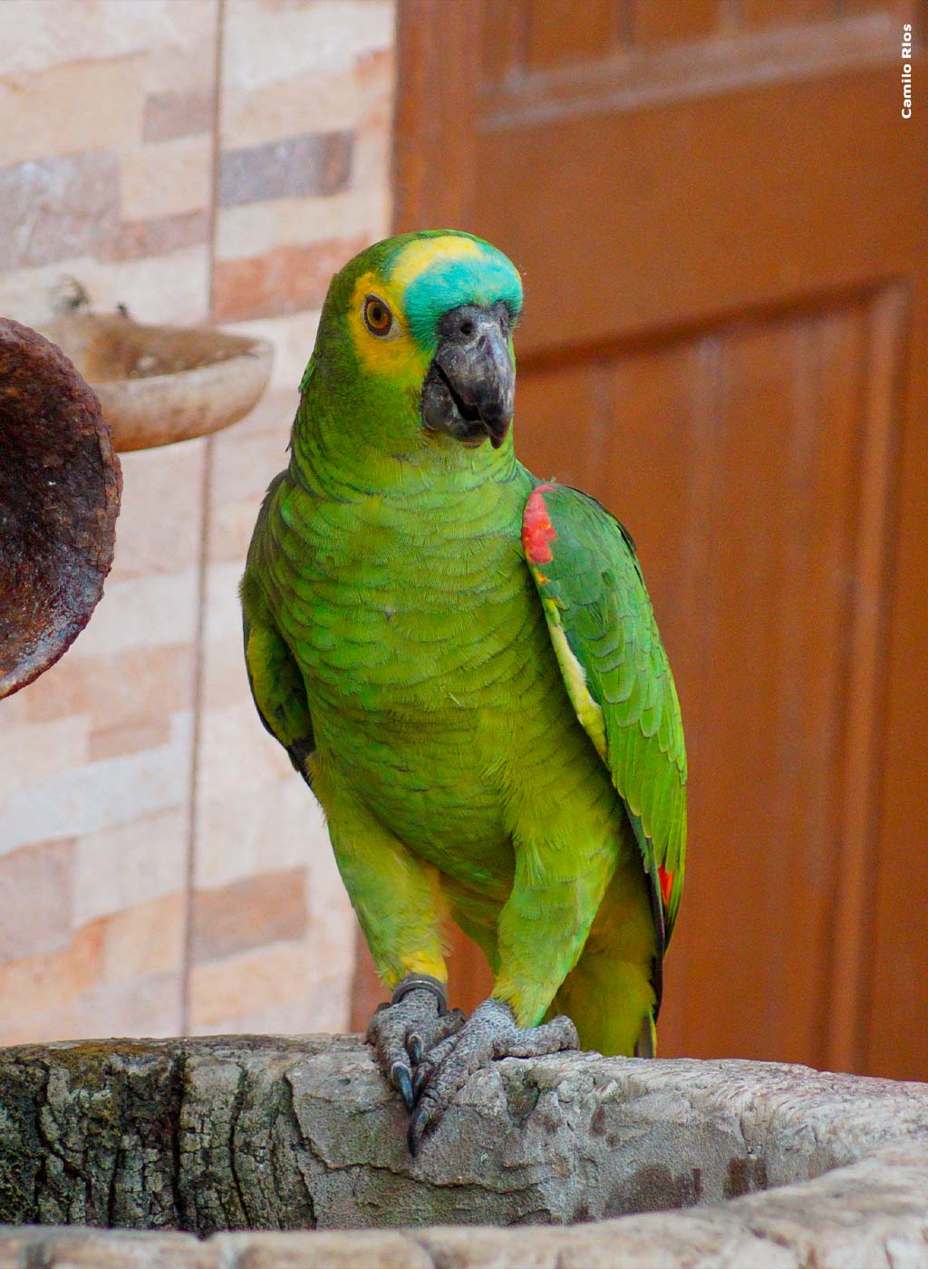 Imagem de um papagaio