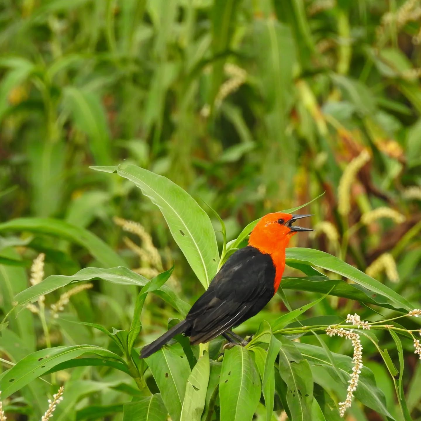 rota de aviturismo na mata atlantica do mato grosso do sul