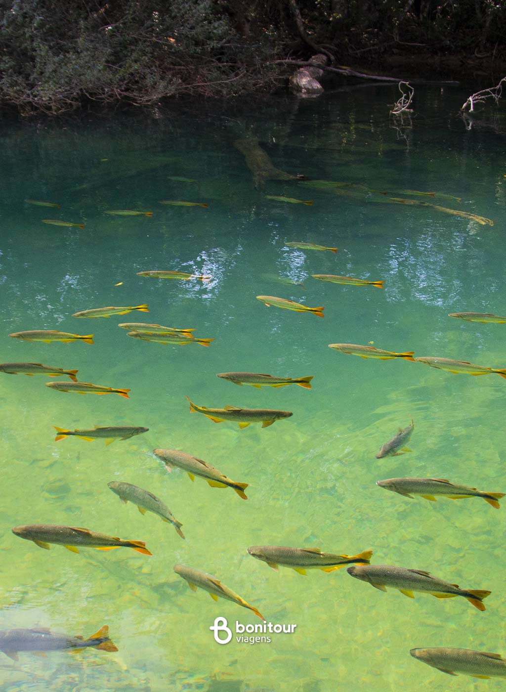 Peixes da espécie piraputangas no Rio Formoso