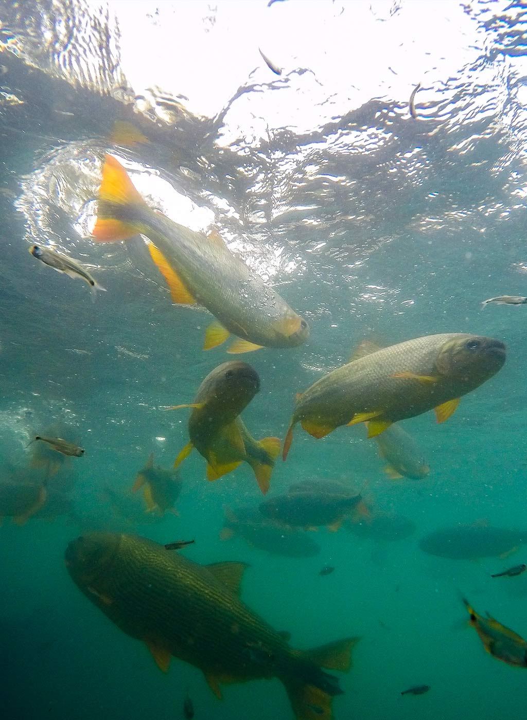 Vista de dentro da água de cardume de peixes bem de perto.