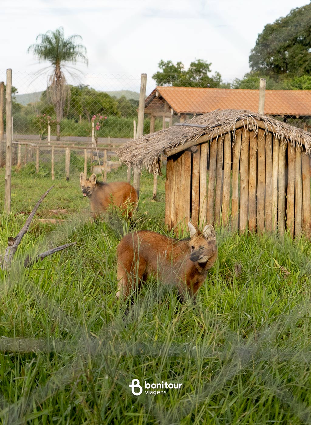 Animais dentro da estrutura do Bio Park