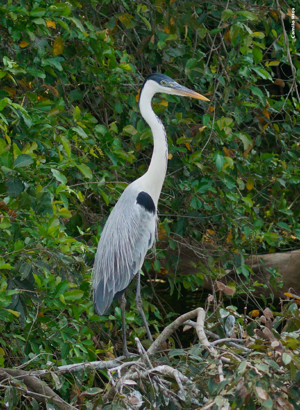 Bela ave em meio as folhagens da natureza