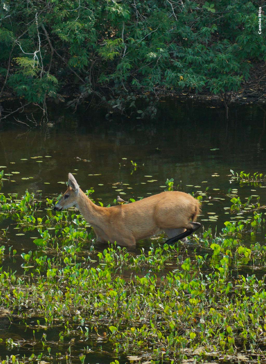 Imagem do Veado Campeiro na margem do rio em meio a natureza
