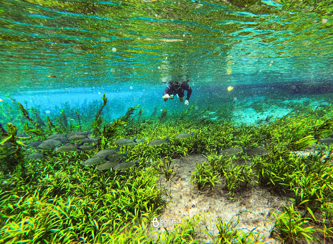 Pessoa embaixo da água nadando em meio a flora local