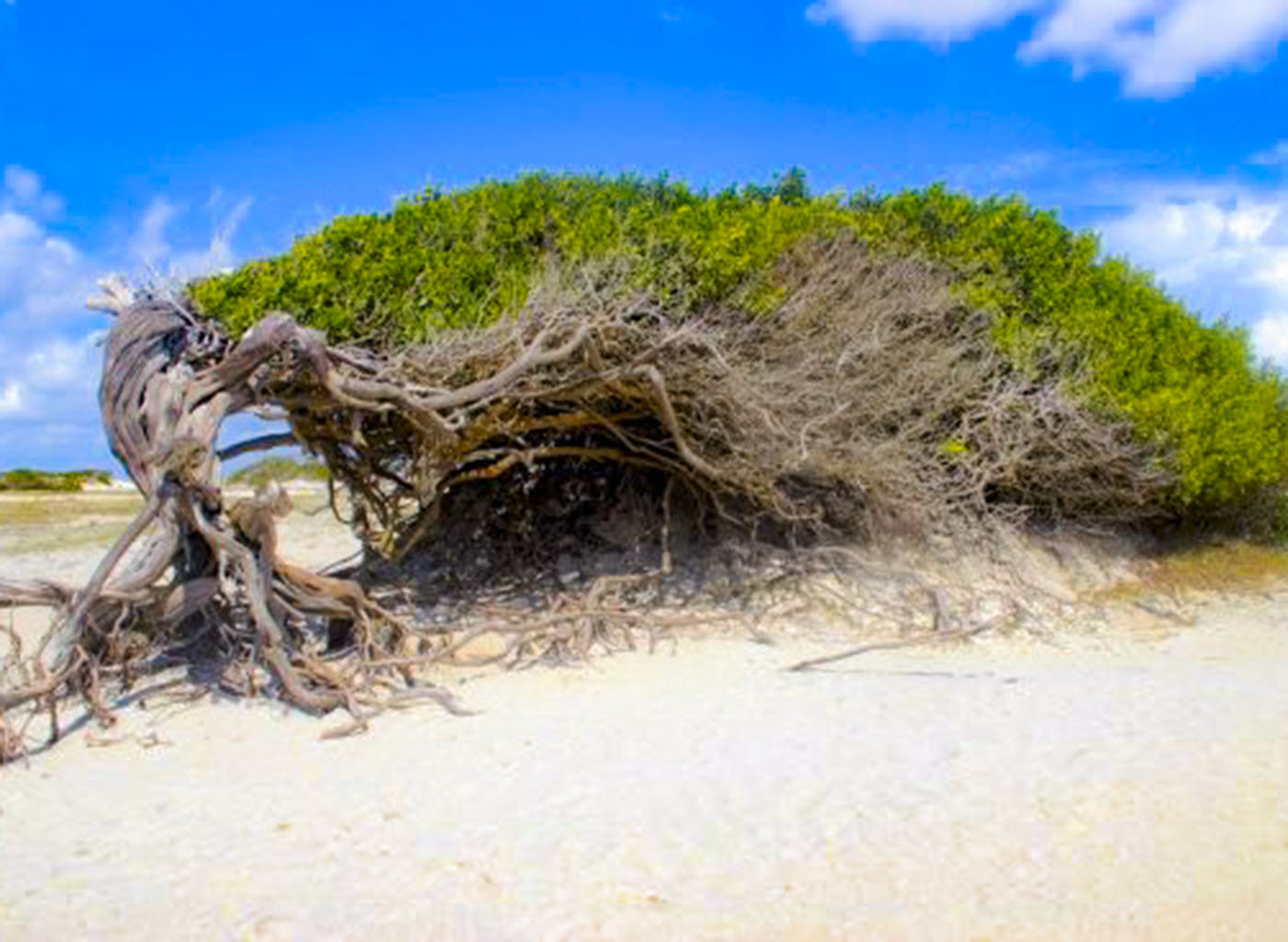 árvore da preguiça jericoacoara litoral leste