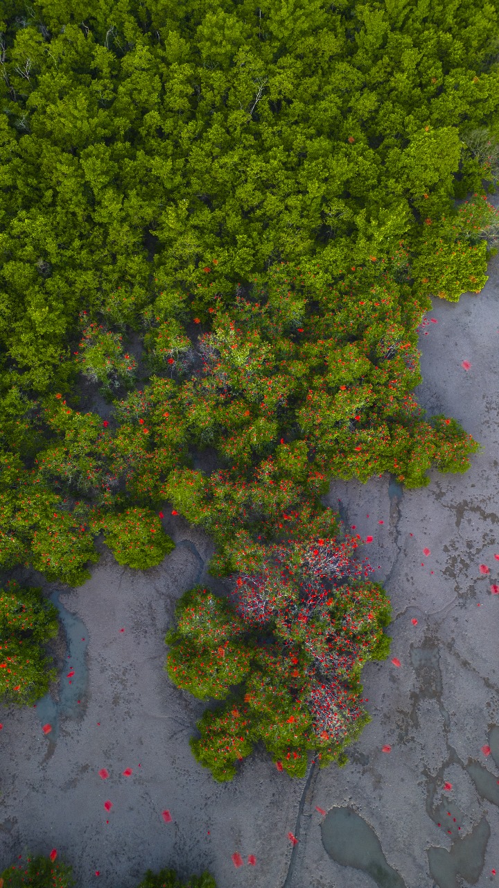 Revoada dos Guarás – um cenário encantador