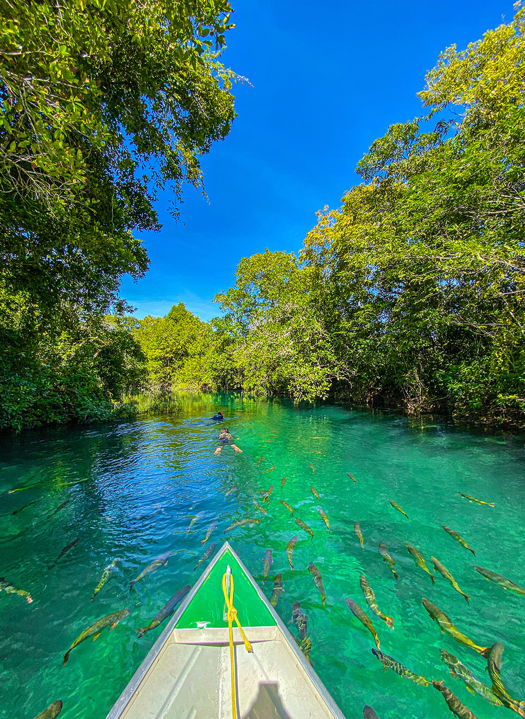 rio de águas transparentes cercado por verde e repleto de peixes