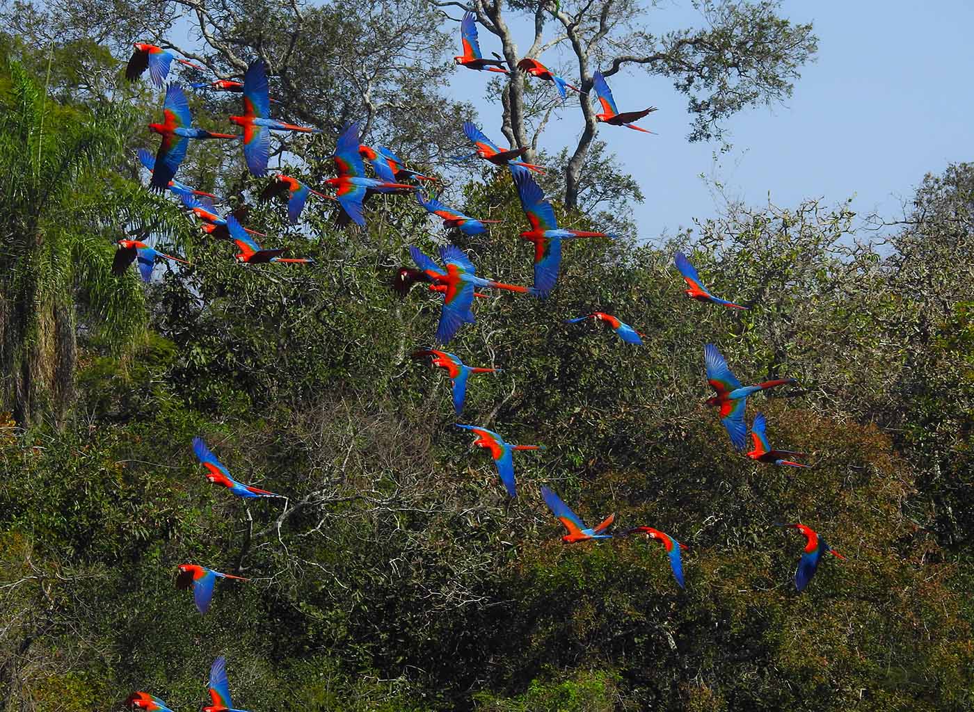 Revoada de araras no buraco das araras