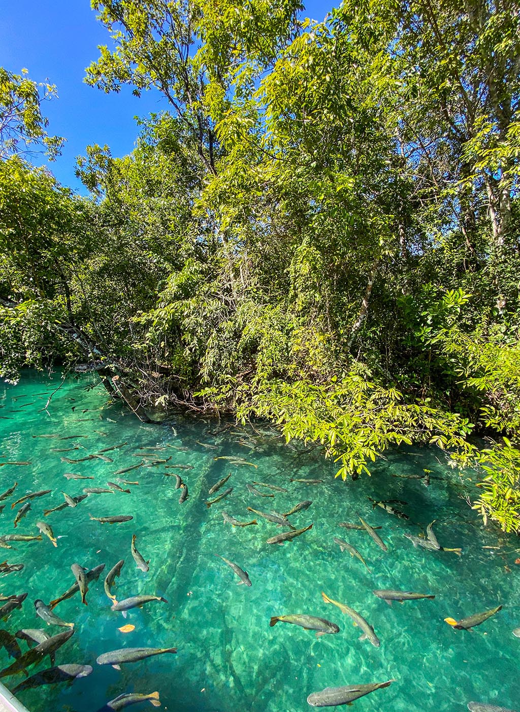 água cristalina com diversos peixes